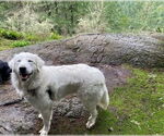Small #20 Great Pyrenees
