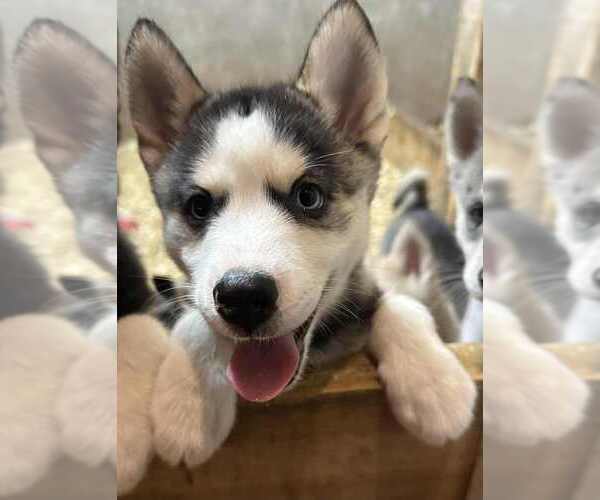 Medium Photo #1 Pomsky Puppy For Sale in WOODBURN, IN, USA