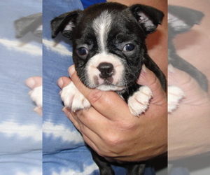 Boston Terrier Puppy for sale in BEND, OR, USA