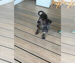 Small #2 Boxer Mix