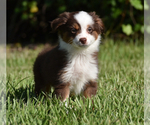 Small #3 Miniature Australian Shepherd