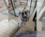 Small #3 Mastiff Mix