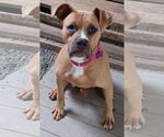 Small #3 Bullboxer Pit