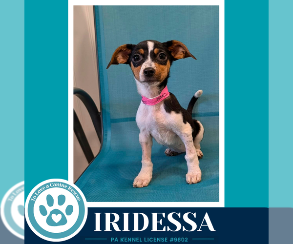 Medium Photo #2 Chiweenie Puppy For Sale in Kimberton, PA, USA