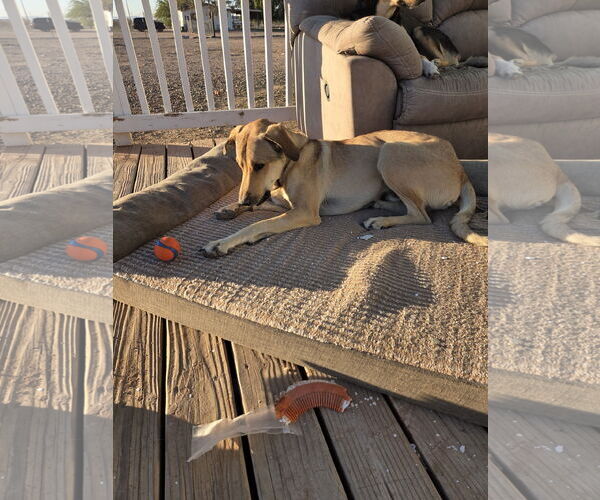 Medium Photo #2 Mutt Puppy For Sale in Chandler, AZ, USA