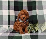 Small Poodle (Miniature)