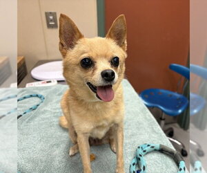 PIXIE - Female Chihuahua Dog for Adoption - Photo #2