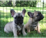 Small Photo #5 French Bulldog Puppy For Sale in SOLWAY, MN, USA