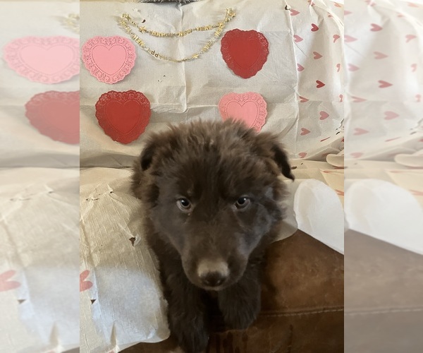 Medium Photo #9 German Shepherd Dog Puppy For Sale in FORT COLLINS, CO, USA