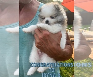 Pomeranian Puppy for sale in LISLE, IL, USA