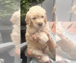 Small #2 Goldendoodle mix (+ Poodle Standard)