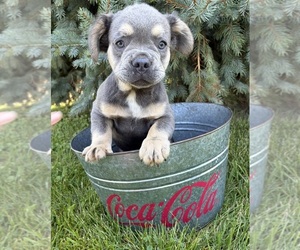 French Bulldog Puppy for sale in MIDDLEBURY, IN, USA