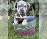 Small French Bulldog