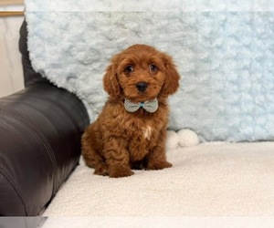 Cavapoo Puppy for sale in CAMPBELLSVILLE, KY, USA