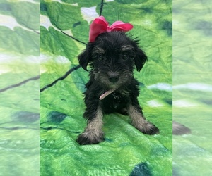 Schnauzer (Miniature) Puppy for sale in LANCASTER, PA, USA