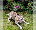 Small #37 Catahoula Leopard Dog Mix