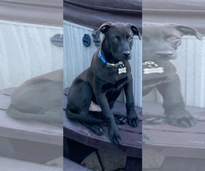 Mr. Boombastic - Male Mutt Dog for Adoption - Photo #4