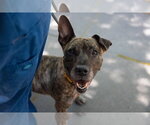 Small #1 American Staffordshire Terrier Mix