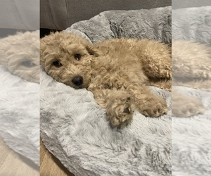 Goldendoodle (Miniature) Puppy for sale in ANTIOCH, CA, USA