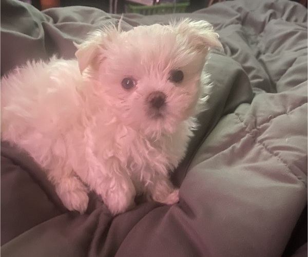 Medium Photo #5 Maltese Puppy For Sale in LAKE STEVENS, WA, USA