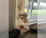 Puppy Chrissy Morkie