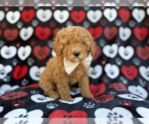 Medium Photo #2 Cavapoo (Miniature) Puppy For Sale in LAKELAND, FL, USA
