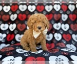 Small #1 Cavapoo (Miniature)