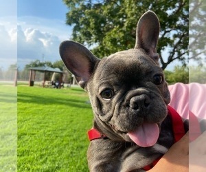 French Bulldog Puppy for sale in SAN DIEGO, CA, USA