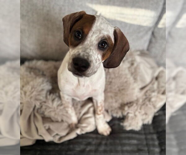 Medium Photo #1  Puppy For Sale in , 