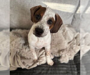 Boxer-English Coonhound Mix Dogs for adoption in Canal Winchester, OH, USA