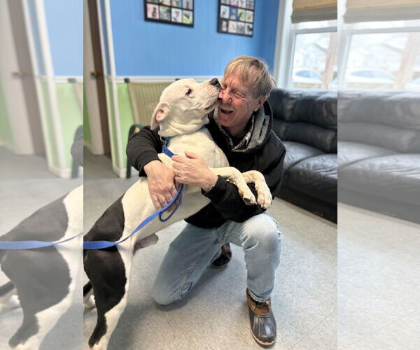 Medium Photo #3 American Bulldog-Unknown Mix Puppy For Sale in Spring Lake, NJ, USA