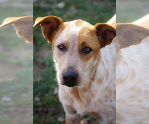 Mutt Dogs for adoption in Cromwell, KY, USA