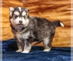 Small #6 Pomsky
