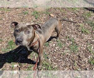 Staffordshire Bull Terrier Dogs for adoption in Denver, CO, USA