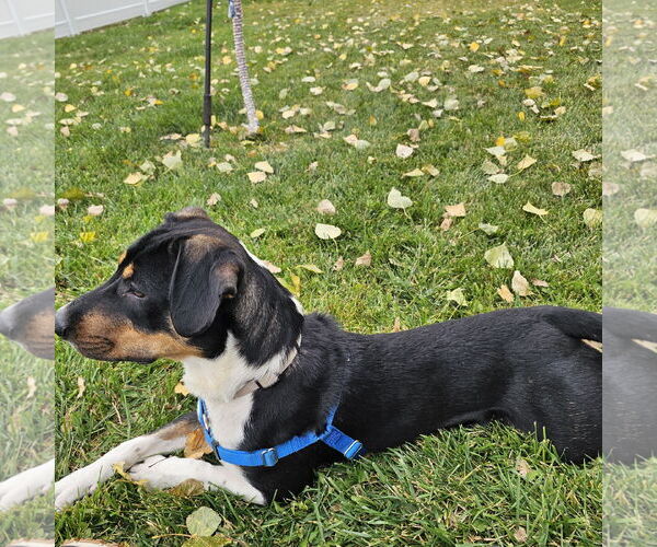 Medium Photo #14 Mutt Puppy For Sale in Fargo, ND, USA