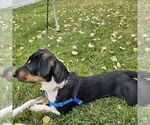 Small #13 Mutt
