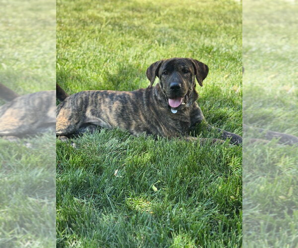 Medium Photo #2 Mutt Puppy For Sale in Salt Lake City, UT, USA