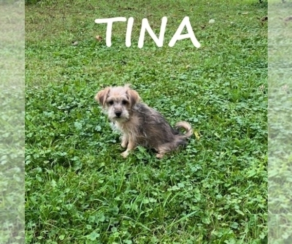 Medium Photo #1 Shorkie Tzu Puppy For Sale in HARTLAND, MN, USA
