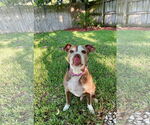 Small #5 American Bulldog Mix