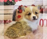 Small #1 Pembroke Welsh Corgi