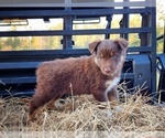 Small Photo #2 Australian Shepherd Puppy For Sale in MARIANNA, FL, USA
