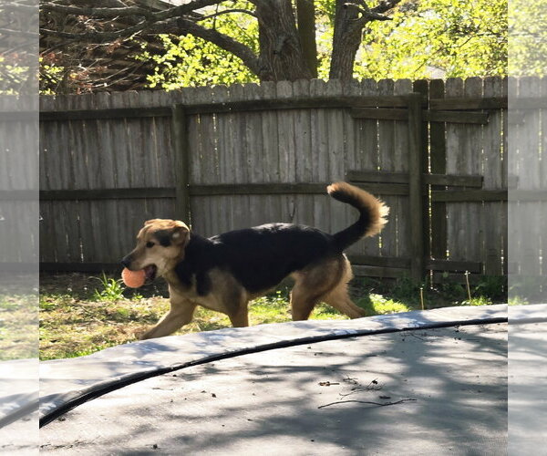 Medium Photo #3 Mutt Puppy For Sale in Jackson, MS, USA