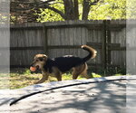 Small #2 Mutt
