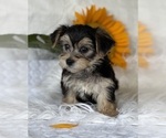 Small #14 Morkie