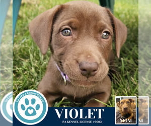 Labrador Retriever-Unknown Mix Dogs for adoption in Kimberton, PA, USA
