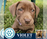Small Labrador Retriever Mix