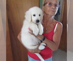 Small Photo #32 English Cream Golden Retriever Puppy For Sale in NORTHWOOD, OH, USA
