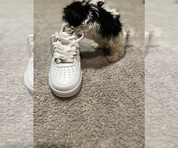 Medium Photo #13 Maltipoo Puppy For Sale in BRIDGEPORT, CT, USA