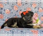 Small Photo #5 German Shepherd Dog Puppy For Sale in CHRISTIANA, PA, USA