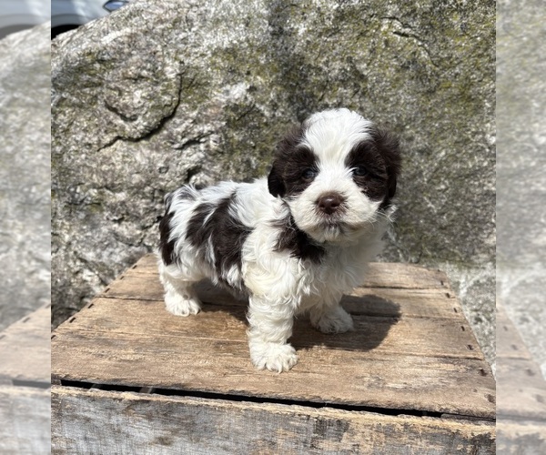 Medium Photo #2 Havanese Puppy For Sale in MIDDLEBURY, IN, USA
